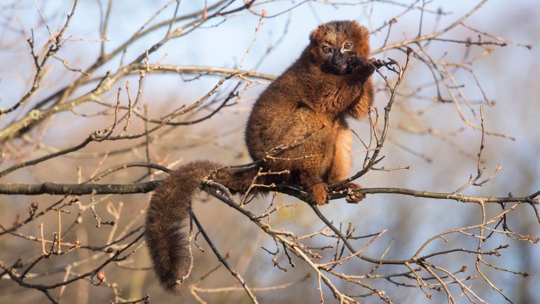 06-Red-bellied-Lemur-Cropped-compressor