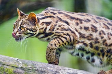 An Asian Leopard cat.