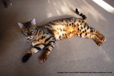 Bengal cats are direct descendents of Asian Leopards.
