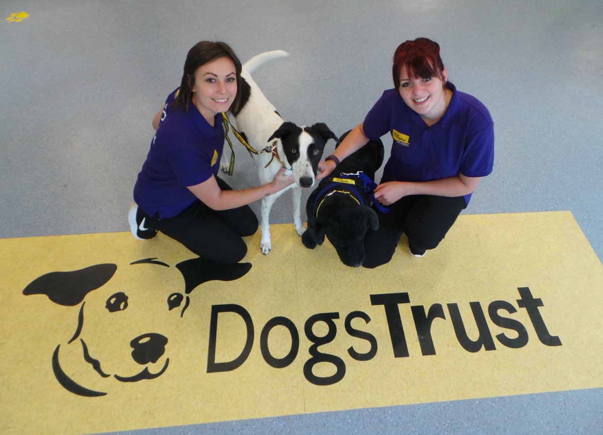Dogs Trust Dog School combating pet behavioural issues The Leamington