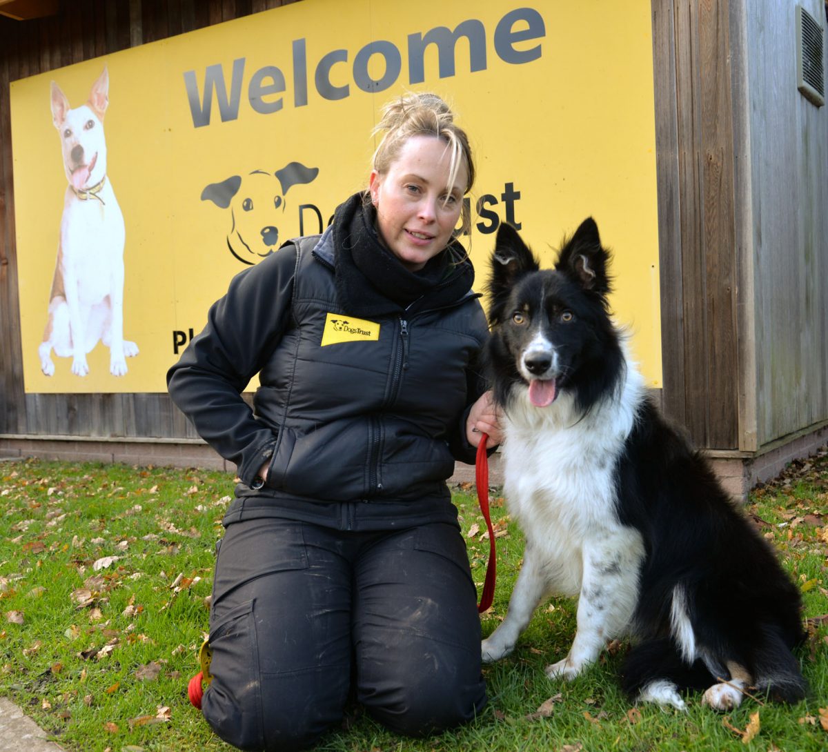 the dogs trust