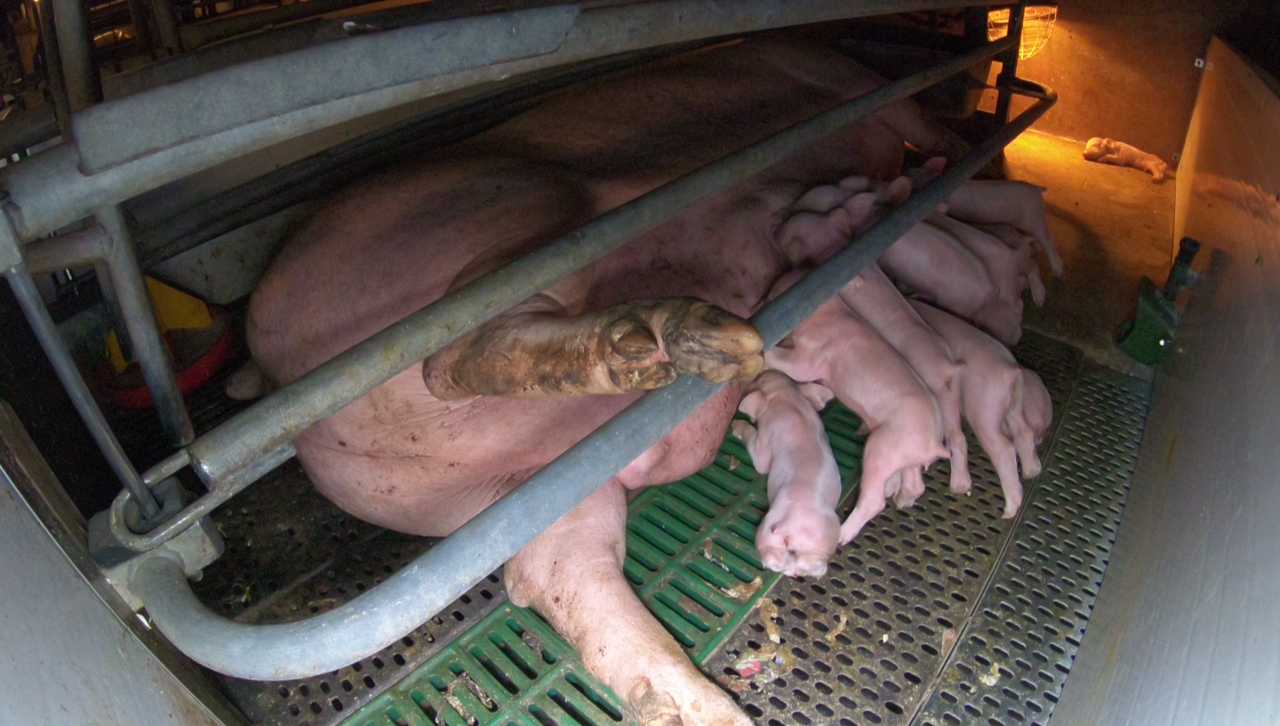 Animal rights campaigners carry out second investigation at pig factory farm  - The Leamington Observer