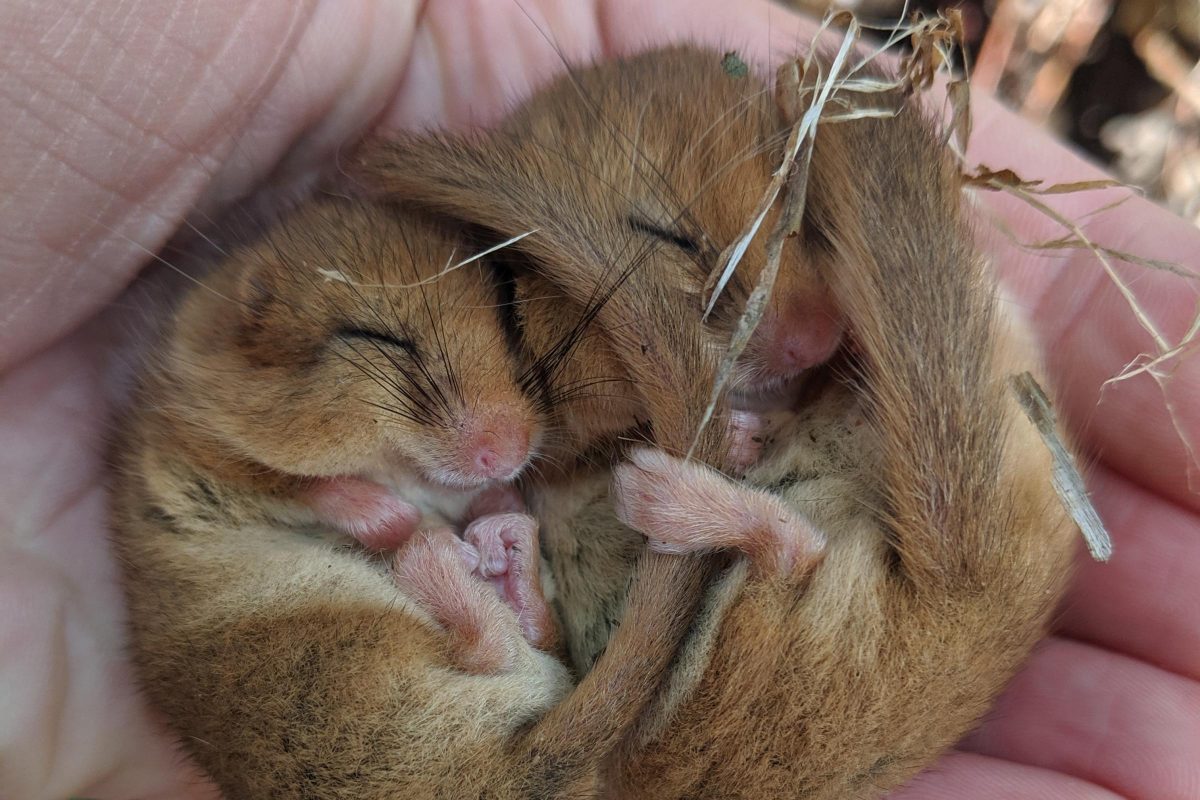 Rare hazel dormice prepare for winter sleep as National Trust asks public to help this endangered species