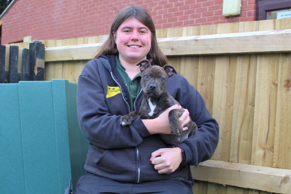 Stray puppy found on Warwick Racecourse looking for a new home - The ...
